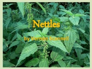 Nettles by vernon scannell analysis