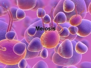 Meiosis Think Pair Share Time Refresh my memory