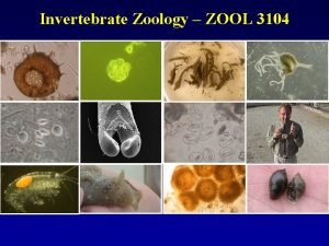 Invertebrate Zoology ZOOL 3104 Burgess Shale How are