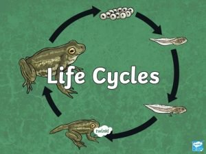 Life cycle of birds