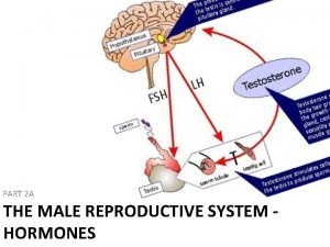 Fsh and lh in female reproductive system