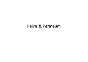 Pelvis Perineum Pelvis Lecture Objectives Describe the structure