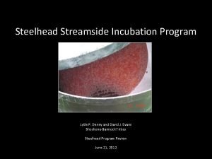 Steelhead Streamside Incubation Program Lytle P Denny and