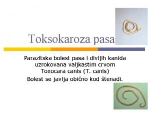 Toksokaroza canis Toksokaroza canis