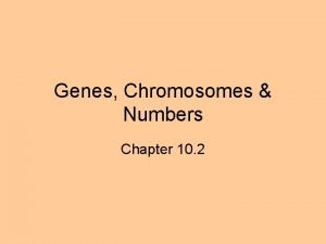 Genes Chromosomes Numbers Chapter 10 2 Genes Chromosomes