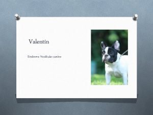 Valentn Sndrome Vestibular canino Resea Especie Perro Sexo