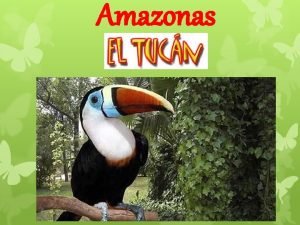 Amazonas Los tucanes son aves magnficas que viven