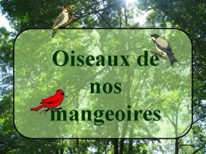 Oiseaux de nos mangeoires Oiseau Toi qui voles