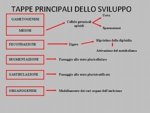 TAPPE PRINCIPALI DELLO SVILUPPO Uova GAMETOGENESI Cellule germinali