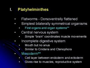 Dorsoventrally flattened worms