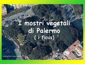 I mostri vegetali di Palermo i ficus avanzamento