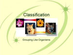 Classification Grouping Like Organisms Objectives Vocabulary Objectives Understand