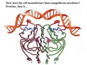 How does the cell manufacture these magnificent machines