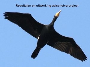 Resultaten en uitwerking aalscholverproject Doel Negatieve invloed aalscholvers