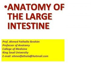 ANATOMY OF THE LARGE INTESTINE Prof Ahmed Fathalla