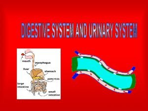 Digestive system This system is responsible for the