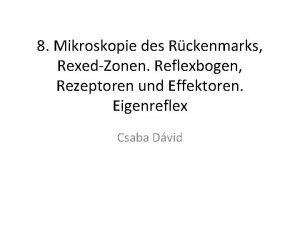 8 Mikroskopie des Rckenmarks RexedZonen Reflexbogen Rezeptoren und