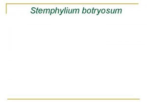 Stemphylium botryosum Stemphylium yaprak lekesi n n Yaygn