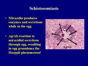 Schistosomiasis Miracidia produces enzymes and secretions while in