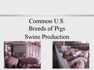 Common breeds of swine