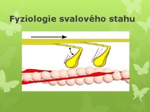 Fyziologie svalovho stahu Mikroskopick stavba svalu Kad sval