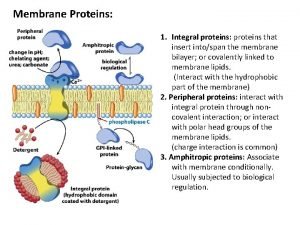 Membrane Proteins 1 Integral proteins proteins that insert
