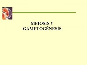 Variabilidad genetica meiosis