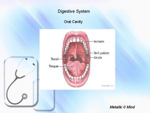 Digestive System Oral Cavity Metallic 0 Mind Oral