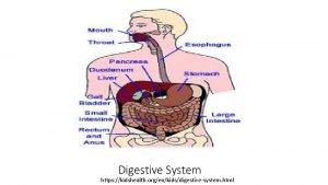 Kids health digestive system