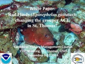 White Paper Red Hinds Epinephelus guttatus changing the