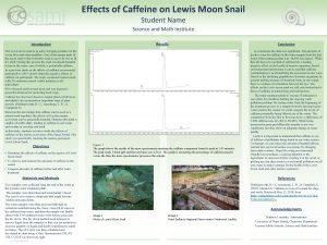 Lewis moon snail