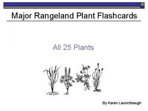 Major Rangeland Plant Flashcards All 25 Plants By