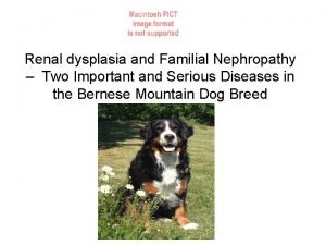 Renal dysplasia