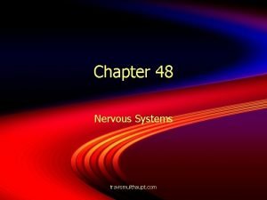 Chapter 48 Nervous Systems travismulthaupt com Nerve Systems