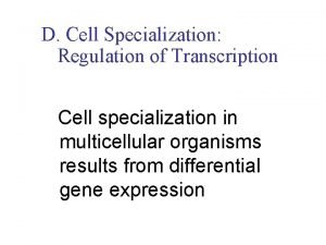 D Cell Specialization Regulation of Transcription Cell specialization