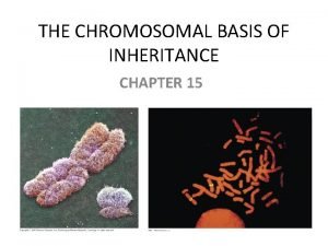 THE CHROMOSOMAL BASIS OF INHERITANCE CHAPTER 15 What