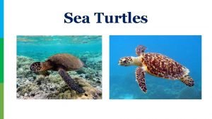 Sea turtle species