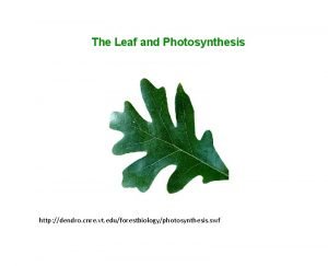 Dendro.cnre.vt.edu photosynthesis chloroplast