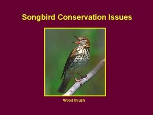 Songbird Conservation Issues Wood thrush Forest fragmentation Increases