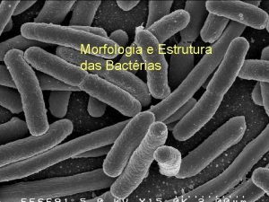 Morfologia e Estrutura das Bactrias Os trs domnios