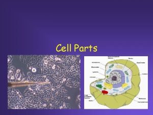 Cell Parts ShippingReceiving Department Cell membrane Controls what