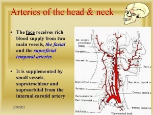 Arteries of the head neck The face receives