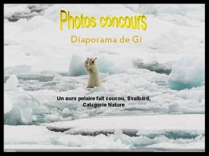 Diaporama de Gi Un ours polaire fait coucou