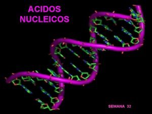 ACIDOS NUCLEICOS SEMANA 32 Los cidos Nuclicos son