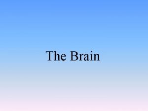 The Brain LowerLevel Brain Structures The Brainstem Brainstem