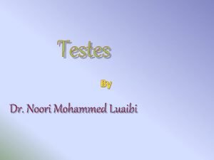 Testes By Dr Noori Mohammed Luaibi Testicle The