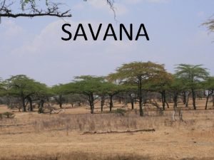 Kje je savana Kje je savana