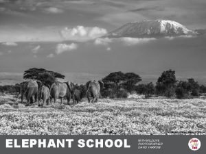 The Garden of Eden David Yarrow ELEPHANT SCHOOL