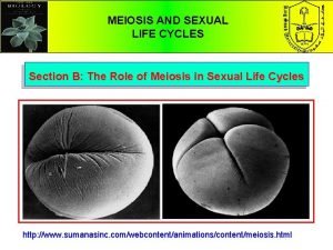 MEIOSIS AND SEXUAL LIFE CYCLES Section B The