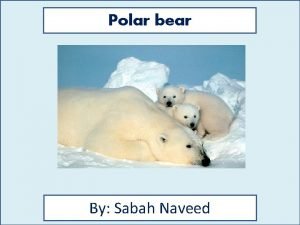 Polar bear By Sabah Naveed Animal Facts Diet